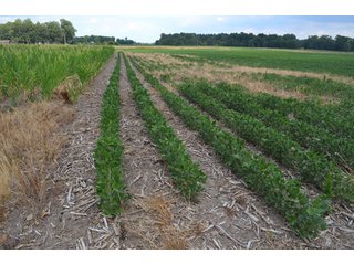 Property photo 13 - 41 +/- Acres Offered in 2 Tracts - Tillable Land & Building Site